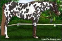 Horse Color:Liver Chestnut Near Leopard 