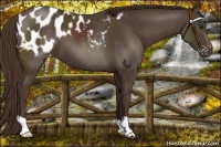 Horse Color:Liver Chestnut Appaloosa 