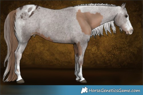 Horse Color:Black Pearl  and Liver Chestnut Appaloosa Rabicano 