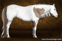 Horse Color:Black Pearl  and Liver Chestnut Appaloosa Rabicano 
