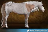 Horse Color:Black Pearl  and Liver Chestnut Appaloosa Rabicano 