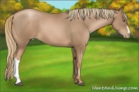 Horse Color:Liver Chestnut Pearl 