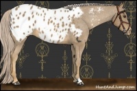 Horse Color:Palomino Appaloosa 