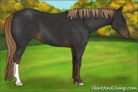 Horse Color:Liver Chestnut 