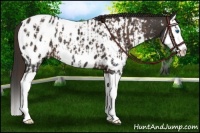 Horse Color:Liver Chestnut Splash Varnish  and Liver Chestnut Splash Near Leopard 