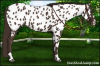 Horse Color:Liver Chestnut Sabino Near Leopard 