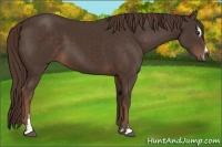 Horse Color:Liver Chestnut Sabino