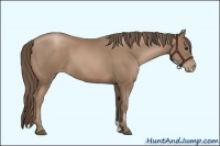 Horse Color:Black Pearl