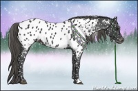 Horse Color:Smoky Black Appaloosa Rabicano 