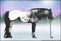 Horse Color:Black Ice Appaloosa Rabicano 