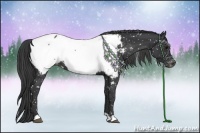 Horse Color:Black Appaloosa Rabicano 