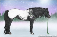 Horse Color:Black Appaloosa Rabicano