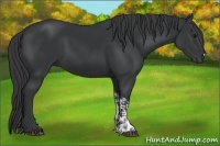 Horse Color:Black and Black