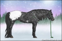 Horse Color:Black Appaloosa Rabicano 