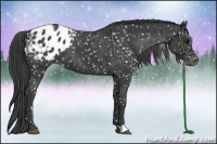 Horse Color:Black Appaloosa