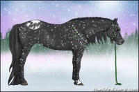 Horse Color:Black Appaloosa 