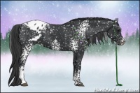 Horse Color:White Spotted Black Snowflake Varnish 