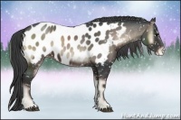 Horse Color:Blue Onyx Appaloosa
