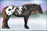 Horse Color:Liver Chestnut Ice Sabino Appaloosa