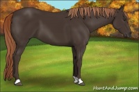 Horse Color:Liver Chestnut 