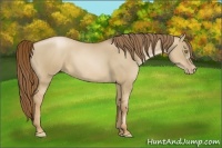 Horse Color:Liver Red Dun Pearl