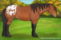 Horse Color:Bay Appaloosa Rabicano 