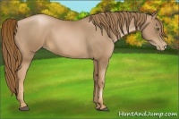 Horse Color:Liver Chestnut Pearl 