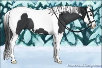 Horse Color:Black Splash Tobiano
