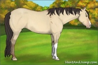 Horse Color:Amber Champagne Dun 