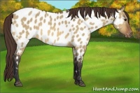 Horse Color:Bay Dun Appaloosa 