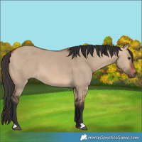 Horse Color:Bay Dun 