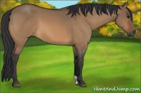 Horse Color:Bay Dun