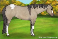 Horse Color:Bay Dun Appaloosa