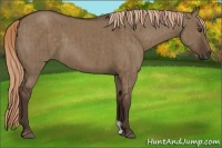 Horse Color:Liver Red Dun Brindle 
