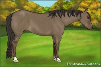 Horse Color:Liver Red Dun Brindle 