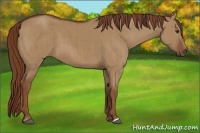 Horse Color:Red Dun Brindle