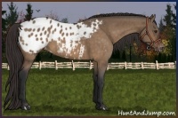 Horse Color:Brown Dun Appaloosa Brindle