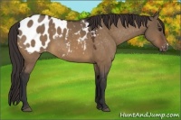Horse Color:Bay Dun Appaloosa 