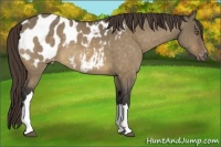 Horse Color:Buckskin Dun Blanket Brindle
