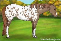 Horse Color:Liver Red Dun Appaloosa 