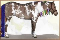 Horse Color:Painted White Spotted Liver Red Dun Rabicano 