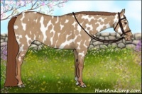 Horse Color:Red Dun Appaloosa Brindle 