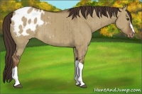 Horse Color:Liver Red Dun Appaloosa Rabicano Brindle 