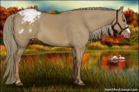 Horse Color:Red Dun Appaloosa