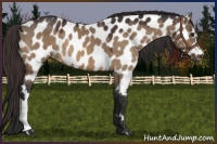 Horse Color:Bay Dun Appaloosa 