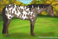 Horse Color:Liver Red Dun Appaloosa