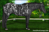 Horse Color:Black Appaloosa and Gray Black