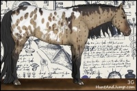 Horse Color:Brown Dun Appaloosa 