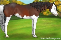 Horse Color:Bay Splash 