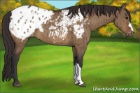 Horse Color:Bay Dun Appaloosa 